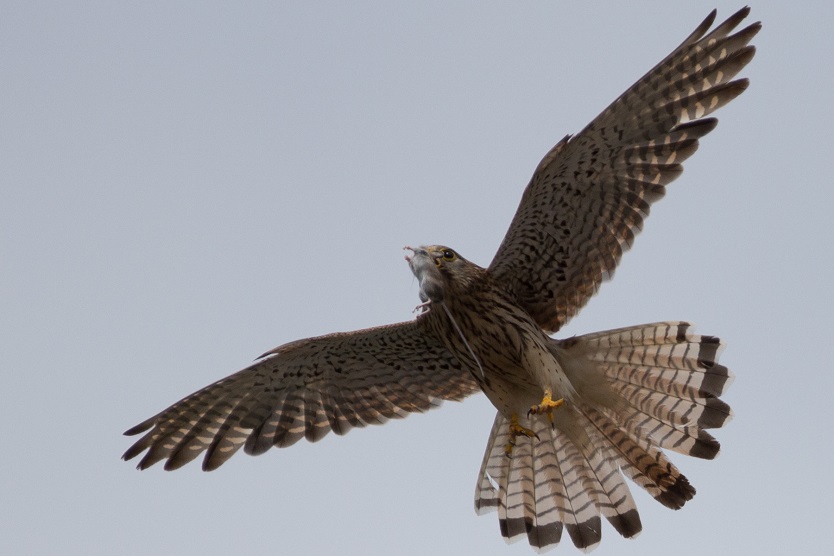 Turmfalkenweibchen mit Beute