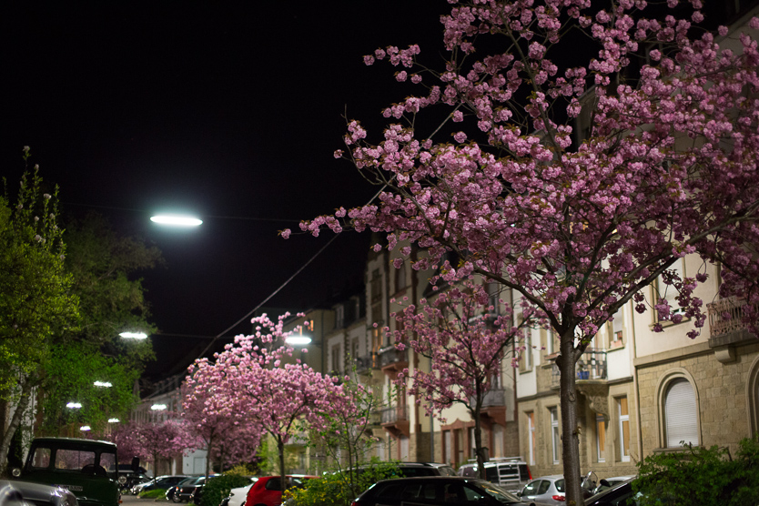Weltzienstraße Karlsruhe zur Blütezeit