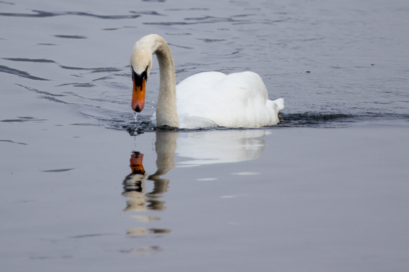 Schwan auf dem Rhein bei Karlsruhe
