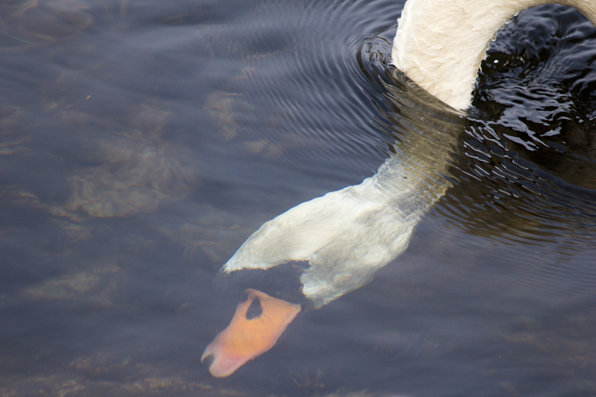 Schwan auf dem Rhein bei Karlsruhe