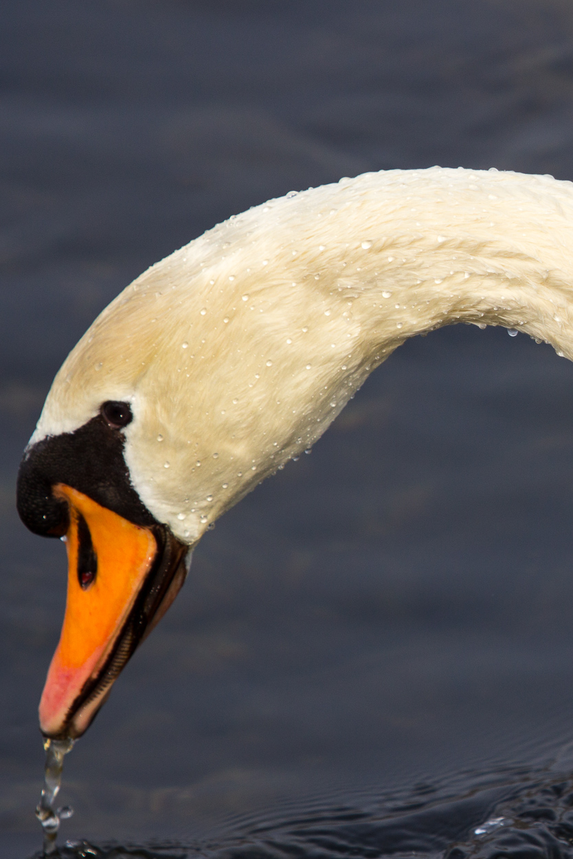 Schwan auf dem Rhein bei Karlsruhe