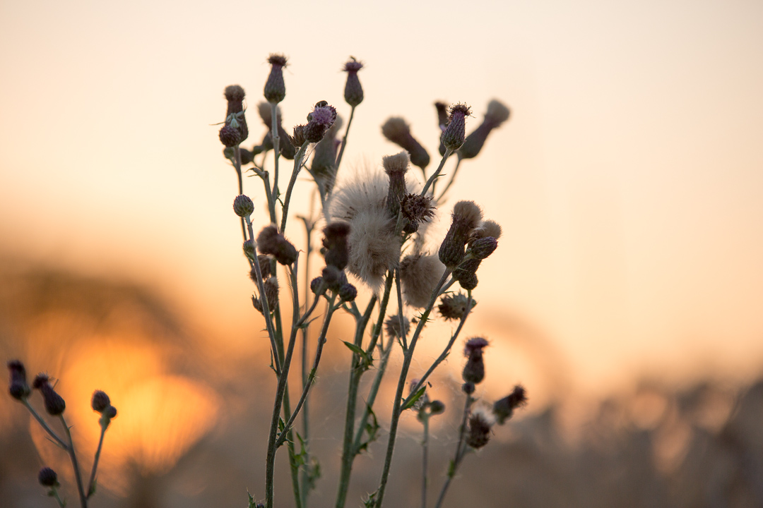 Sonnenuntergangsbokeh mit orangefarbener Sonnenglut hinter Distelblüten Sonnenuntergangsbokeh mit orangefarbener Sonnenglut hinter Distelblüten
