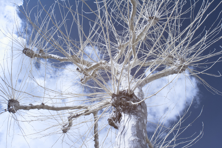 Infrarotaufnahme von Baumgeäst vor Himmelblau und Wolkennest