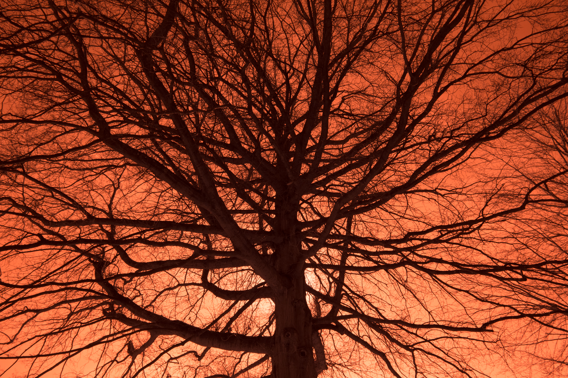 Baumgeäst oder Blutgefäß? - In diesem Fall ein Baum Baumgeäst oder Blutgefäß? - In diesem Fall ein Baum