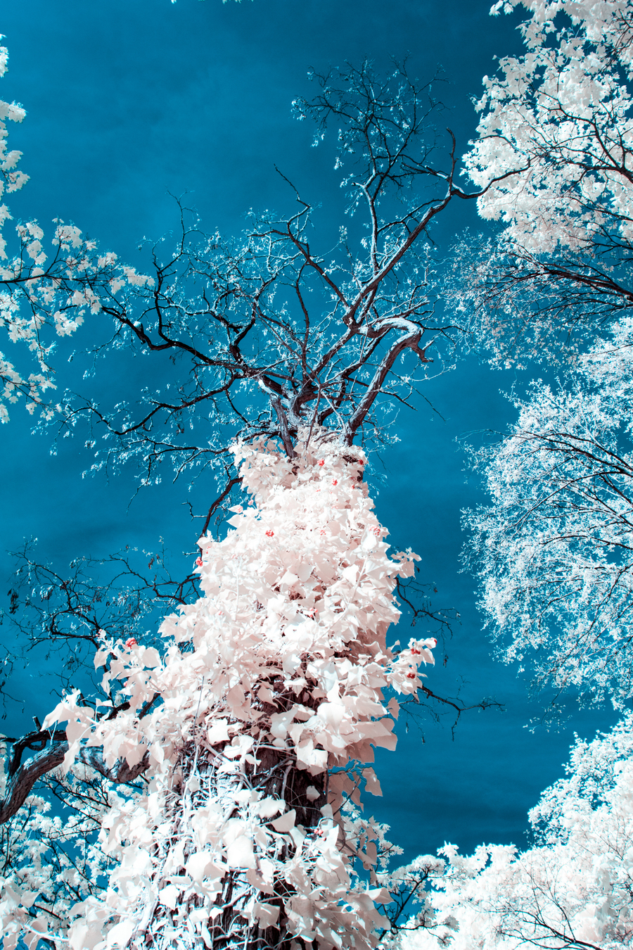 Infrarotfotografie von Efeu und dessen Früchten