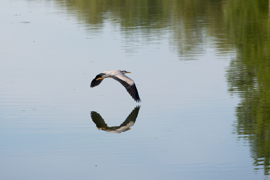 Tieffliegender Fischreiher über Altrheinarm bei Plittersdorf (Rastatt)