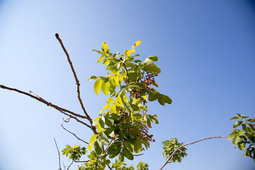 #5 Baum und Himmelblau