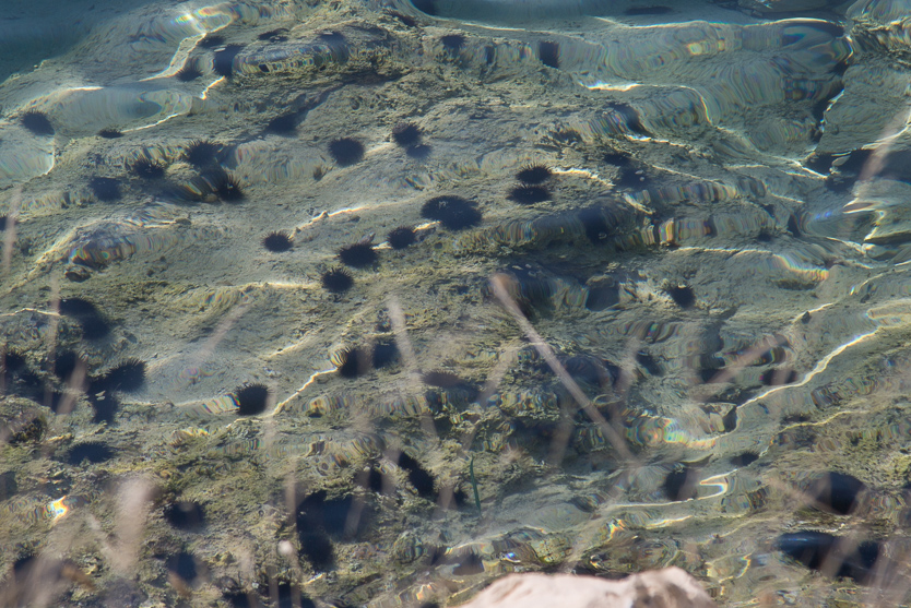 #7 Seeigel im Hafen von Pinezići