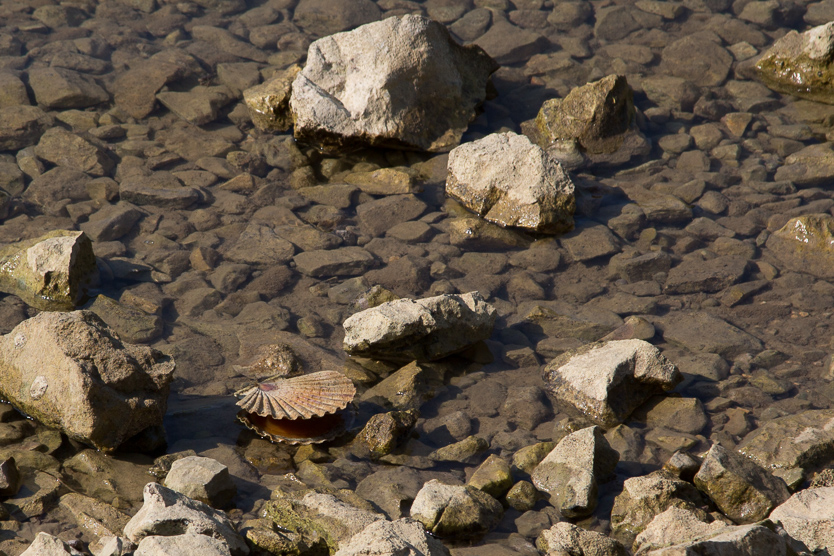 #8 Mittelmeer-Pilgermuschel